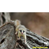 گونه سنجابک درختی Forest Dormouse 